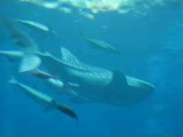 IMG_7259_1.JPG